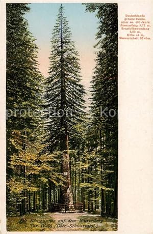 Imagen del vendedor de Postkarte Carte Postale 73895575 Baeume Trees Arbres Arboles Koenigstanne Wurzelberg Thr. Wald a la venta por Versandhandel Boeger