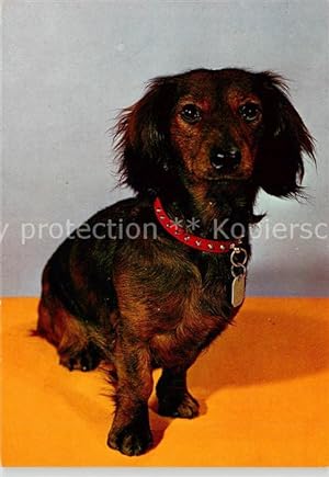 Postkarte Carte Postale 73901711 Dackel Dachshund Teckel Hunde dogs Chiens Cani Hund Roter band