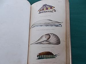 Elements of Conchology: An Introduction to the Natural History of Shells and of the Animals Which...