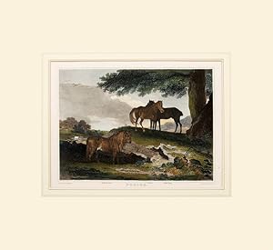 Bild des Verkufers fr Ponies. A Shetland, a Forester and a Welch Poney. zum Verkauf von Peter Harrington.  ABA/ ILAB.