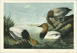 Canvas backed Duck. Fulligula Vallisneria. Steph. 1, 2, Male, 3, Female. View of Baltimore. Plate...