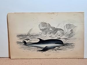 The P. Griseus d`Orbigny ( = Delfin ). Altkolorierter Stahlstich aus Jardine *Naturalist`s Librar...