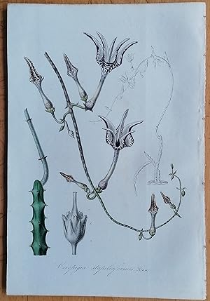 Seller image for Ceropegia stapeliaeformis - Botanical Print Van Houtte - 1855 for sale by raremapexchange