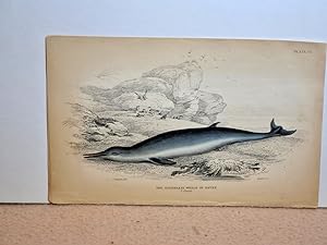 The toothless whale of Havre. Altkolorierter Stahlstich aus Jardine *Naturalist`s Library* von Li...