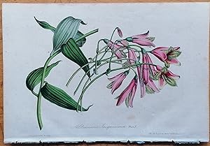 Seller image for Amaryllis Alstroemeria jacquesiana - Botanical Print Van Houtte - 1855 for sale by raremapexchange