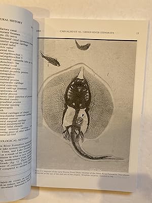 Immagine del venditore per FRESHWATER STINGRAYS OF THE GREEN RIVER FORMATION OF WYOMING, WITH THE DESCRIPTION OF A NEW GENUS AND SPECIES venduto da Paul Gritis Books