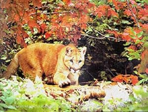 Bild des Verkufers fr Wildlife of North America zum Verkauf von WeBuyBooks