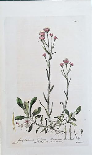Seller image for Antique Botanical Print GNAPHALIUM CUDWEED Baxter Engraved Vintage Flower Print 1837 for sale by Lindisfarne Prints