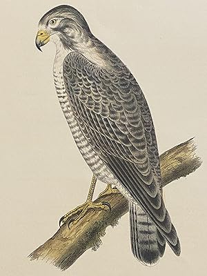 [HAWKS]. Two original lithographs from the Zoology / Ornithology section of the "Reports of explo...