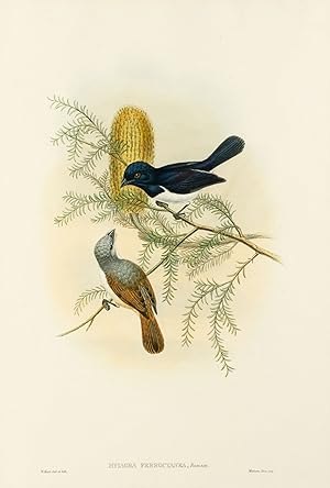 Myiagra ferrocyanea [Purple-backed Flycatcher]