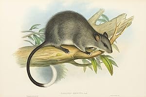 Bild des Verkufers fr Hapalotis? hirsutus [Black-footed Tree-rat] zum Verkauf von Michael Treloar Booksellers ANZAAB/ILAB