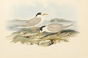 Imagen del vendedor de Sternula nereis [Australian Little Tern] a la venta por Michael Treloar Booksellers ANZAAB/ILAB