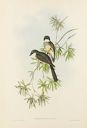 Seller image for Rhipidura isura [Northern Fantail] for sale by Michael Treloar Booksellers ANZAAB/ILAB