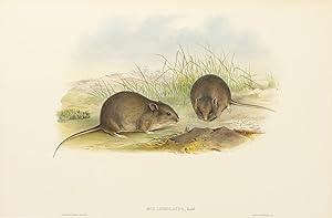 Seller image for Mus lineolatus [Plain Rat] for sale by Michael Treloar Booksellers ANZAAB/ILAB