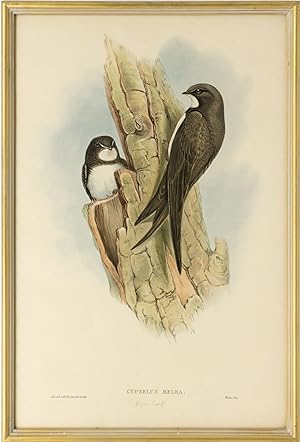 Bild des Verkufers fr Cypselus melba [Alpine Swift] zum Verkauf von Michael Treloar Booksellers ANZAAB/ILAB