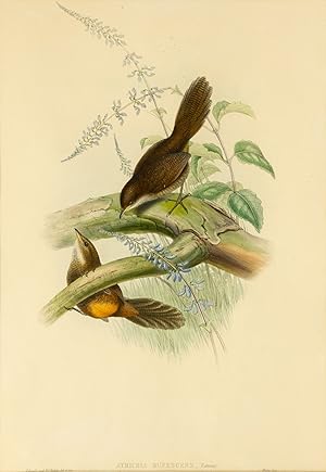 Imagen del vendedor de Atrichia rufescens [Rufescent Scrub-bird] a la venta por Michael Treloar Booksellers ANZAAB/ILAB