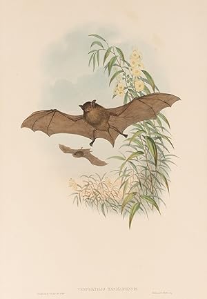 Bild des Verkufers fr Vespertilio Tasmanensis [Tasmaniensis] [now Falsistrellus Tasmaniensis - Eastern False Pipistrelle] zum Verkauf von Michael Treloar Booksellers ANZAAB/ILAB