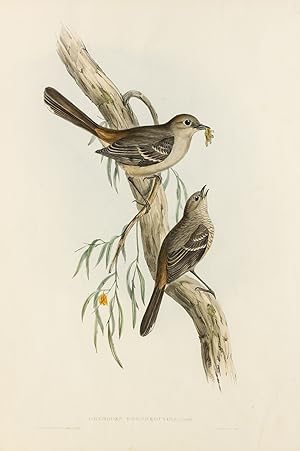 Seller image for Drymodes brunneopygia [Scrub Robin] for sale by Michael Treloar Booksellers ANZAAB/ILAB