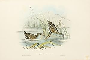 Immagine del venditore per Porzana palustris [Water Crake] venduto da Michael Treloar Booksellers ANZAAB/ILAB