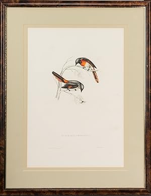 Bild des Verkufers fr Muscepeta peregrina [actually Phaenicornis peregrina] [Fly-catcher] zum Verkauf von Michael Treloar Booksellers ANZAAB/ILAB