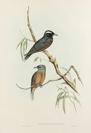 Seller image for [White Eye-browed Wood Swallow] for sale by Michael Treloar Booksellers ANZAAB/ILAB