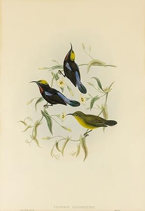 Cinnyris sangirensis [Sanghir Black Sun-bird]