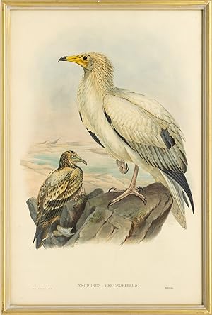 Immagine del venditore per Neophron percnopterus [Egyptian Vulture] venduto da Michael Treloar Booksellers ANZAAB/ILAB