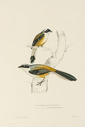 Bild des Verkufers fr 1. Collurio Hardwickii. 2. [Collurio] Erythronotus [Bay-backed Shrike and Cinereous Shrike] zum Verkauf von Michael Treloar Booksellers ANZAAB/ILAB