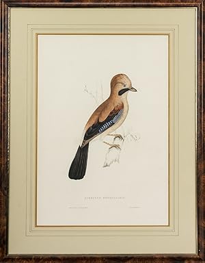 Bild des Verkufers fr Garrulus bispecularis [Eurasian Jay] zum Verkauf von Michael Treloar Booksellers ANZAAB/ILAB