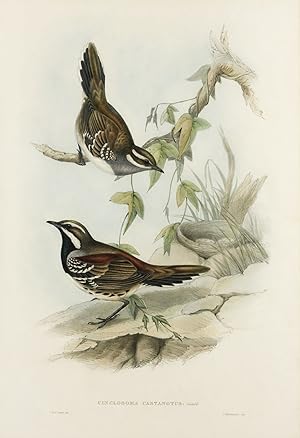 Bild des Verkufers fr Cinclosoma castanotus [Chestnut-backed Ground-Thrush] zum Verkauf von Michael Treloar Booksellers ANZAAB/ILAB