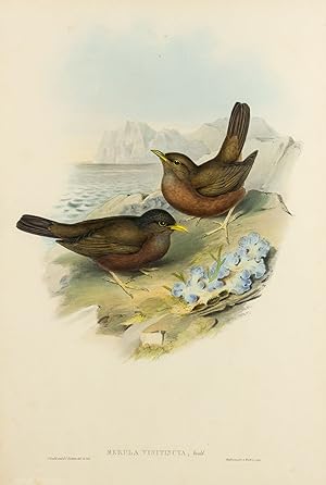 Seller image for Merula vinitincta [Vinous-tinted Blackbird] for sale by Michael Treloar Booksellers ANZAAB/ILAB