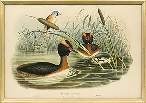 Seller image for Podiceps auritus [Horned Grebe] for sale by Michael Treloar Booksellers ANZAAB/ILAB