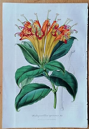 Seller image for Gesneria Aeschynanthus - Botanical Print Van Houtte - 1855 for sale by raremapexchange