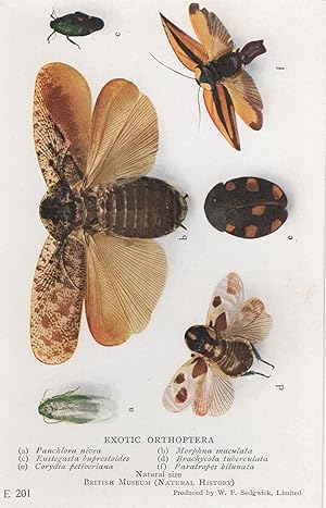 Exotic Orthoptera Panchlora Nivea Corydia Petiveriana Insect Postcard