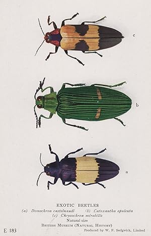 Image du vendeur pour Exotic Beetles Chrysochroa Mirabilis Cataxantha Opulenta Old Postcard mis en vente par Postcard Finder