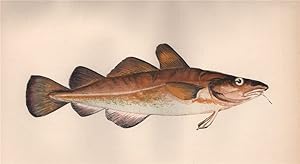 Dorse - Variable cod. Baltic cod; Asellus varius, Gadus callarias, Gade callarias, Morrhua callarias