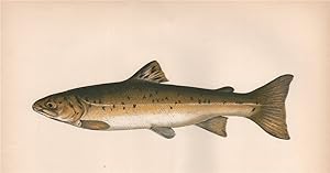 Sea-Trout - Grey Trout. Bull Trout. Sea Truff. Pugtrout; Yarrell