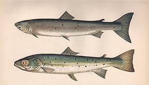 1. Slender Salmon; 2. Blue Pole - Whitling. Herling. Phinock. Blue Cocks; Salmo Hucho, Salmo grac...