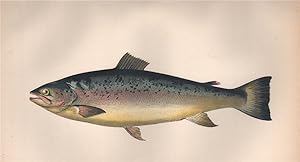 Salmon Trout - Salmo Trutta