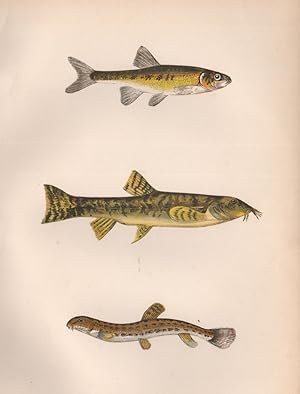 1. Minnow; 2. Loach; 3. Spined Loach - Minnis. Pink; Various or Phoxinus laevis, Phoxinus, Cyprin...