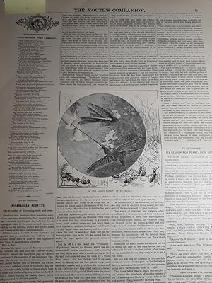 Seller image for Two Articles: 1. Nicaraguan Forests by Buckley; 2. My Search for Plantation Songs for sale by Hammonds Antiques & Books