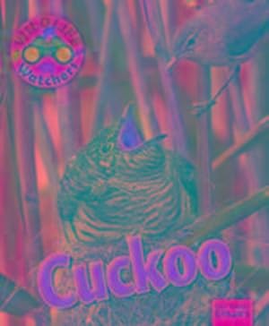Bild des Verkufers fr Wildlife Watchers: Cuckoo zum Verkauf von Smartbuy
