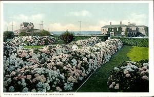 Bild des Verkufers fr Ansichtskarte / Postkarte Nantucket Massachusetts USA, Nantucket Hortensien zum Verkauf von akpool GmbH