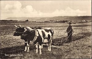 Ansichtskarte / Postkarte Landwirtschaft, Pflug, Bauer, Ackerarbeit, Kühe