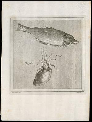 Fisch und bewohntes Schneckenhaus. Kupferstich von Camillo Paderni (1700 - 1770), gestochen von J...