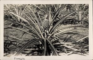 Foto Ansichtskarte / Postkarte Malaysia, Ananas