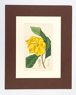 A COLLECTION OF 16 HAND-COLORED PLATES FROM "[SYDENHAM] EDWARDS' BOTANICAL REGISTER"