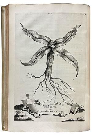 Imagen del vendedor de Naauwkeurige Beschryving der Aardgewassen, waar in de veelerley Aart en byzondere Eigenschappen der Boomen, Heesters, Kruyden, Bloemen a la venta por Donald A. Heald Rare Books (ABAA)