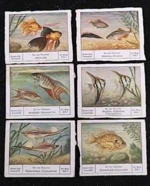 Imagen del vendedor de 6 Bilder, komplette Serie: Fr euer Aquarium, 102. Folge. a la venta por ANTIQUARIAT Franke BRUDDENBOOKS