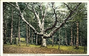 Bild des Verkufers fr Ansichtskarte / Postkarte Intervale New Hampshire USA, White Mountains, der Zauberbaum zum Verkauf von akpool GmbH